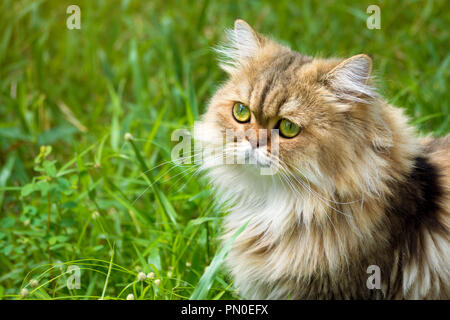 Golden chinchilla Perser Kätzchen Katze sitzt auf dem grünen Rasen und konzentrieren Sie sich auf der Suche nach Etwas im Garten mit Sonnenstrahl am Morgen Stockfoto