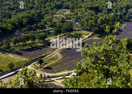 Luftbild des schönen blühenden Lavendel Feld und grüne Bäume, Provence, Frankreich Stockfoto