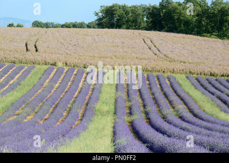 Reihen von Lavendel Pflanzen & Feld von Clary oder Clary Sage, Salvia sclarea, auf dem Plateau von Valensole Provence Frankreich Stockfoto