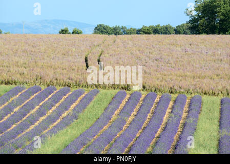 Reihen von Lavendel Pflanzen & Feld von Clary oder Clary Sage, Salvia sclarea, auf dem Plateau von Valensole Provence Frankreich Stockfoto