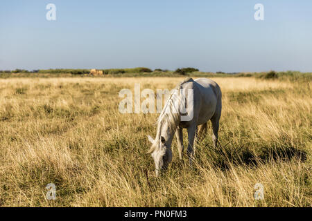 Schöne weisse Pferde grasen auf der Weide, Provence, Frankreich Stockfoto