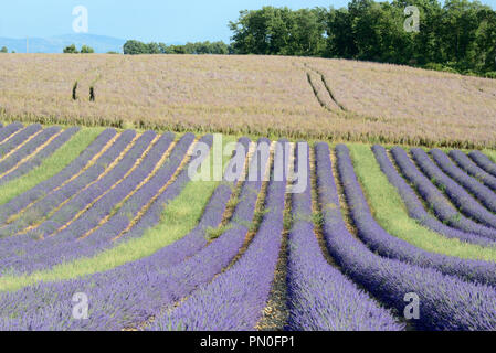 Reihen von Lavendel Pflanzen & Feld von Clary oder Clary Sage, Salvia sclarea, auf dem Plateau von Valensole Provence Frankreich Stockfoto