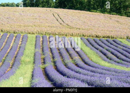 Reihen von Lavendel Pflanzen & Feld von Clary oder Clary Sage, Salvia sclarea, auf dem Plateau von Valensole Provence Frankreich Stockfoto