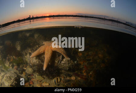 2 Ebenen Schuß eines gemeinsamen Starfish bei Sonnenuntergang in Southampton, Wasser (marchwood), Hampshire Stockfoto