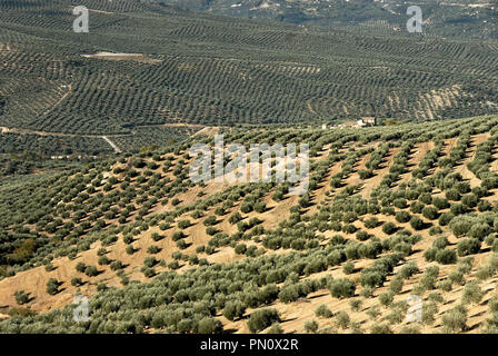 Die Olivenhaine in der Nähe von Sierra Mágina. Jaén, Spanien Stockfoto