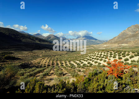 Die Olivenhaine in der Nähe von Sierra Mágina. Jaén, Spanien Stockfoto