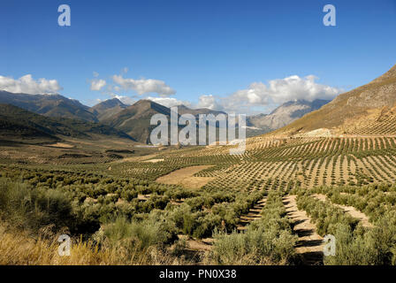 Die Olivenhaine in der Nähe von Sierra Mágina. Jaén, Spanien Stockfoto