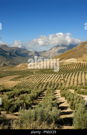 Die Olivenhaine in der Nähe von Sierra Mágina. Jaén, Spanien Stockfoto