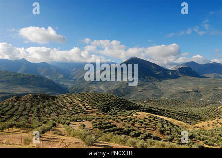 Die Olivenhaine in der Nähe von Sierra Mágina. Jaén, Spanien Stockfoto