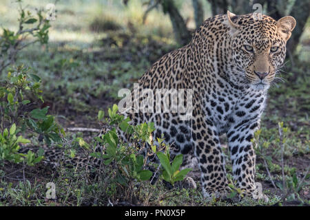 Leopard (Panthera pardus) Jagen in der Masai Mara, Kenia Stockfoto