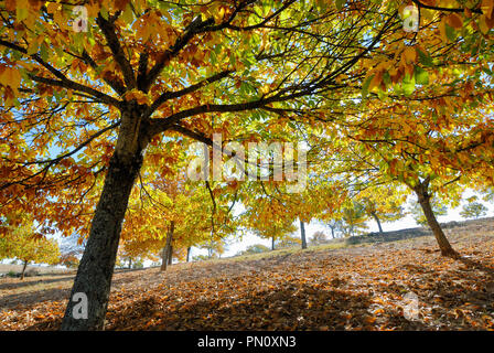 Kastanie im Herbst. Vinhais, Trás-os-Montes, Portugal Stockfoto