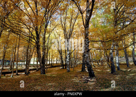 Birken im Herbst, Covão da Ametade. Serra da Estrela Naturparks, Portugal Stockfoto