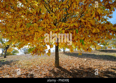 Kastanien im Herbst. Vinhais, Trás-os-Montes, Portugal Stockfoto