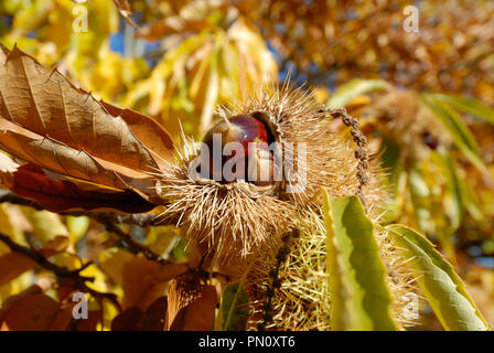 Kastanie im Herbst. Vinhais, Trás-os-Montes, Portugal Stockfoto