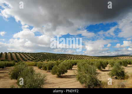 Die Olivenhaine in der Nähe von Sierra Mágina. Jaén, Spanien Stockfoto