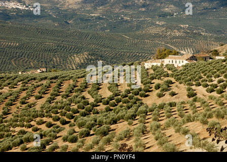 Die Olivenhaine in der Nähe von Sierra Mágina. Jaén, Spanien Stockfoto