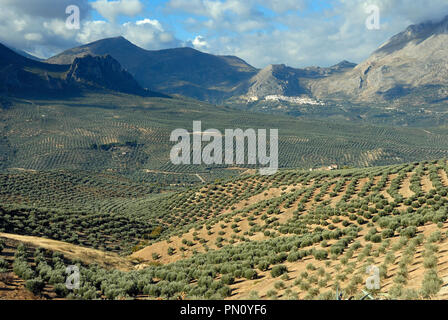 Die Olivenhaine in der Nähe von Sierra Mágina. Jaén, Spanien Stockfoto