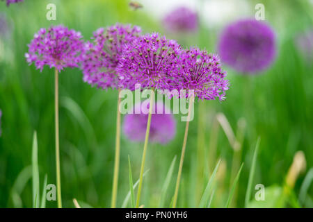 Eine Blume von kultivierten alliums im Garten. Close-up. Fokus auf den Vordergrund. Stockfoto