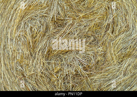 Gepresste Heu close-up. Hintergrund. Stockfoto
