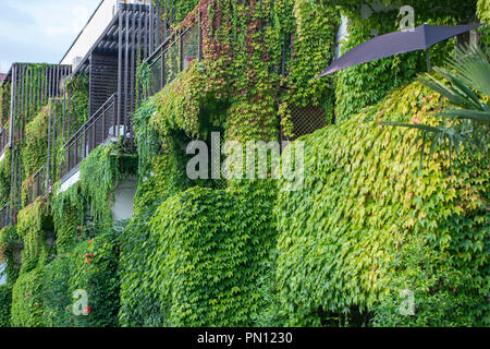 Gebäude mit kletterpflanze Pflanzen, Efeu wächst an der Wand. Ökologie und Grünes Wohnen in der Stadt, städtische Umwelt Konzept. Stockfoto