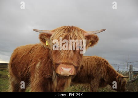 Highland Kuh close-up Stockfoto