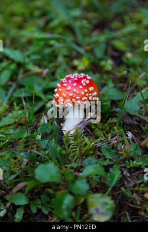 Natürliche single Fly agaric Pilz in grüne Wiesen Stockfoto