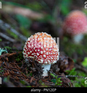 Zwei fly agaric Pilze auf natürlichem Boden Stockfoto