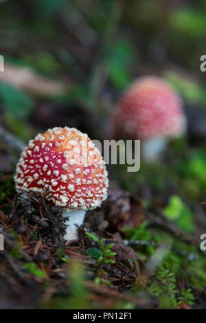 Zwei natürliche Fly agaric Pilze auf dem Boden Stockfoto