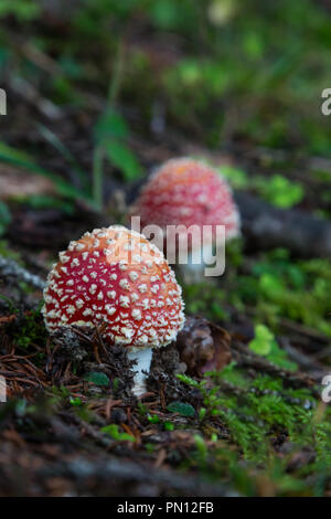 Zwei natürliche Fly agaric Pilze auf Waldboden Stockfoto