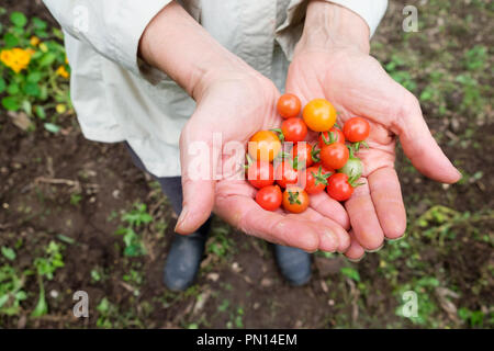 Eine weibliche Gärtner in den 70er Jahren 70 hält eine Handvoll sungold Tomaten und Matt's Wild Cherry Tomaten wuchs sie in ihrem Gemüsegarten. Stockfoto