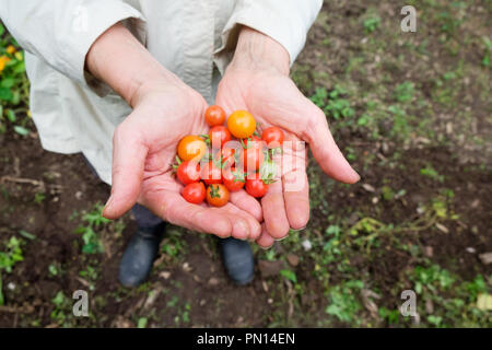 Eine weibliche Gärtner in den 70er Jahren 70 hält eine Handvoll sungold Tomaten und Matt's Wild Cherry Tomaten wuchs sie in ihrem Gemüsegarten. Stockfoto