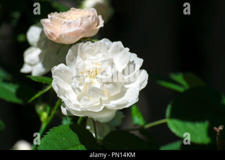 Weiße Rose Bush auf einen dunkelgrünen Hintergrund Stockfoto