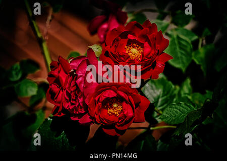Blood Red Bush Rosen in dunklen Farben Stockfoto