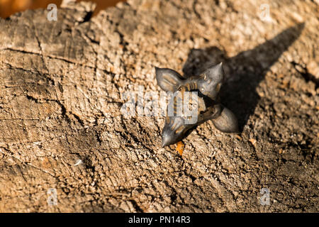 Obst Wasser caltrop (Trapa natans) Stockfoto