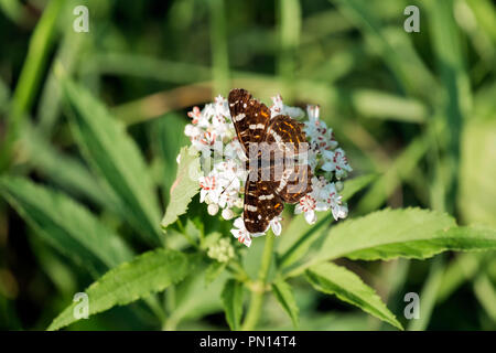 Karte Schmetterling sitzt auf die Blüten von holunder. Braune Schmetterling (Araschnia levana f. prorsa) Stockfoto