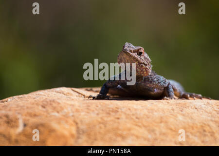 Eine neugierige southern rock Agama auf dem Blick heraus von einem hohen Felsen. Stockfoto