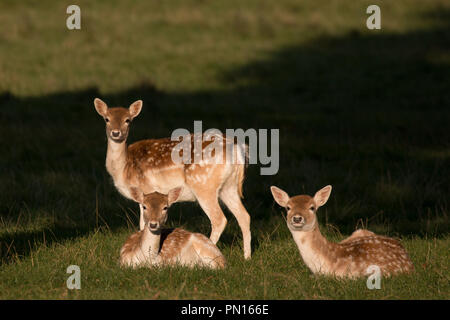 Drei weibliche Damwild in die Kamera in der Goldenen herbstlichen Abendlicht am Anwesen von Chatsworth, Derbyshire suchen. Stockfoto