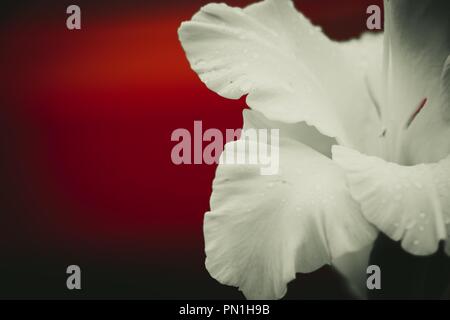 Eine schöne, weiße Blume in Tau Tropfen nach einem starken Herbst regen. Sehr gut auf einem roten Hintergrund. Stockfoto