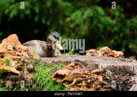 Eine gelbe billed Duck sitzen auf einem alten Baumstumpf, die in Pilz abgedeckt ist Stockfoto