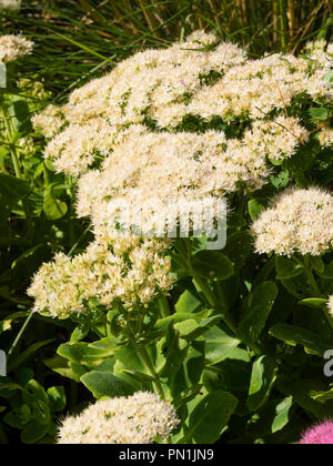 Weiße Blüten im Kopf der frühen Herbst blühende Stauden winterharte Sukkulenten, (Sedum) Hylotelephium spectabile 'iceberg'. Stockfoto