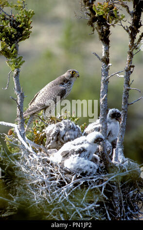 Erwachsene Frau gyrfalcon (Falco rusticolus) mit Jungen im Nest in der Nähe von Whitefish Lake in der oberen Flusses Thelon Entwässerung in den Northwest Territories, Cana Stockfoto