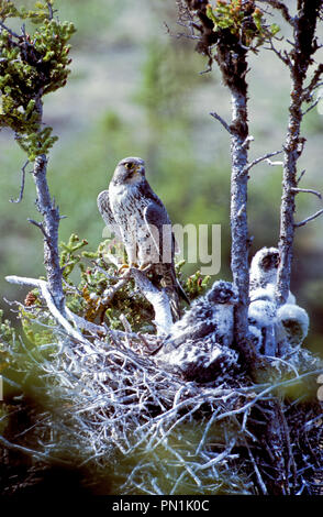 Erwachsene Frau gyrfalcon (Falco rusticolus) mit Jungen im Nest in der Nähe von Whitefish Lake in der oberen Flusses Thelon Entwässerung in den Northwest Territories, Cana Stockfoto