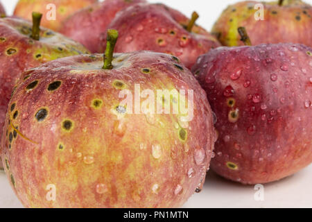 Lecker und reifer Apfel auf dem Küchentisch. Süße Früchte aus Mitteleuropa. Weißer Hintergrund. Stockfoto