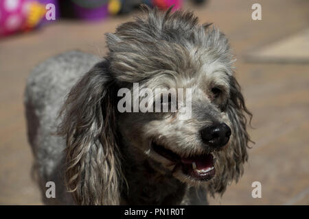 Süßer hund Hecheln in der Hitze mit Ihren Mund öffnen. Haarige Hund auf der Straße. Stockfoto