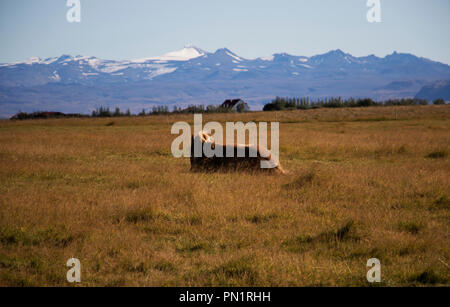 Pferd zur Ruhe in der isländischen Landschaft auf einem Bauernhof. Stockfoto