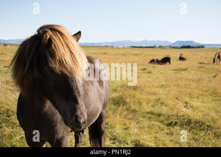 Nahaufnahme eines Pferdes in eine Rasenfläche. Auf dem Bauernhof in der Landschaft. Stockfoto