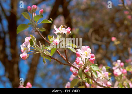 Blühender Apfelbaum, weiß rosa Blumen auf einem Ast im Frühjahr Stockfoto