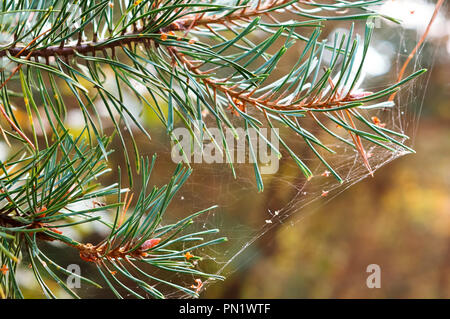 Tanne Niederlassung in einem Spinnennetz, ein Cobweb auf Bäumen im September Stockfoto