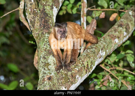 Weiblichen Schwarzen Brüllaffen (Alouatta caraya), Araras Ecolodge, Mato Grosso, Brasilien Stockfoto