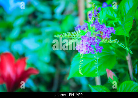 Duranta erecta lila Blumen zwischen den roten Blumen. Auch häufige Namen wie Golden dewdrop, taube Berry bekannt und Sky Blume. Stockfoto